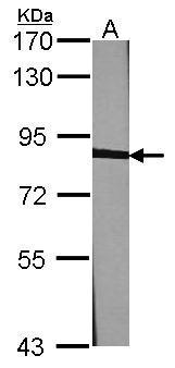 CANX Antibody - middle region (OAGA01669) in NIH-3T3 using Western Blot