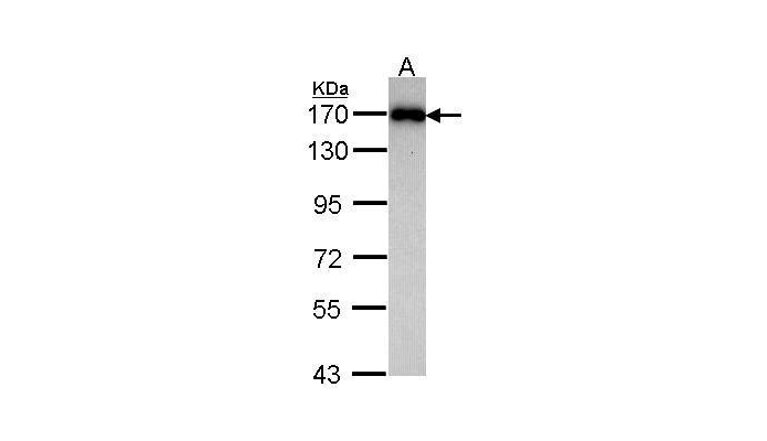MAGI2 antibody (OAGA00342) in Raji  using Western Blot