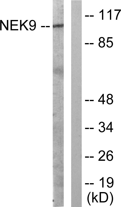 NEK9 Antibody (OAAF01179) in A549 using Western blot.