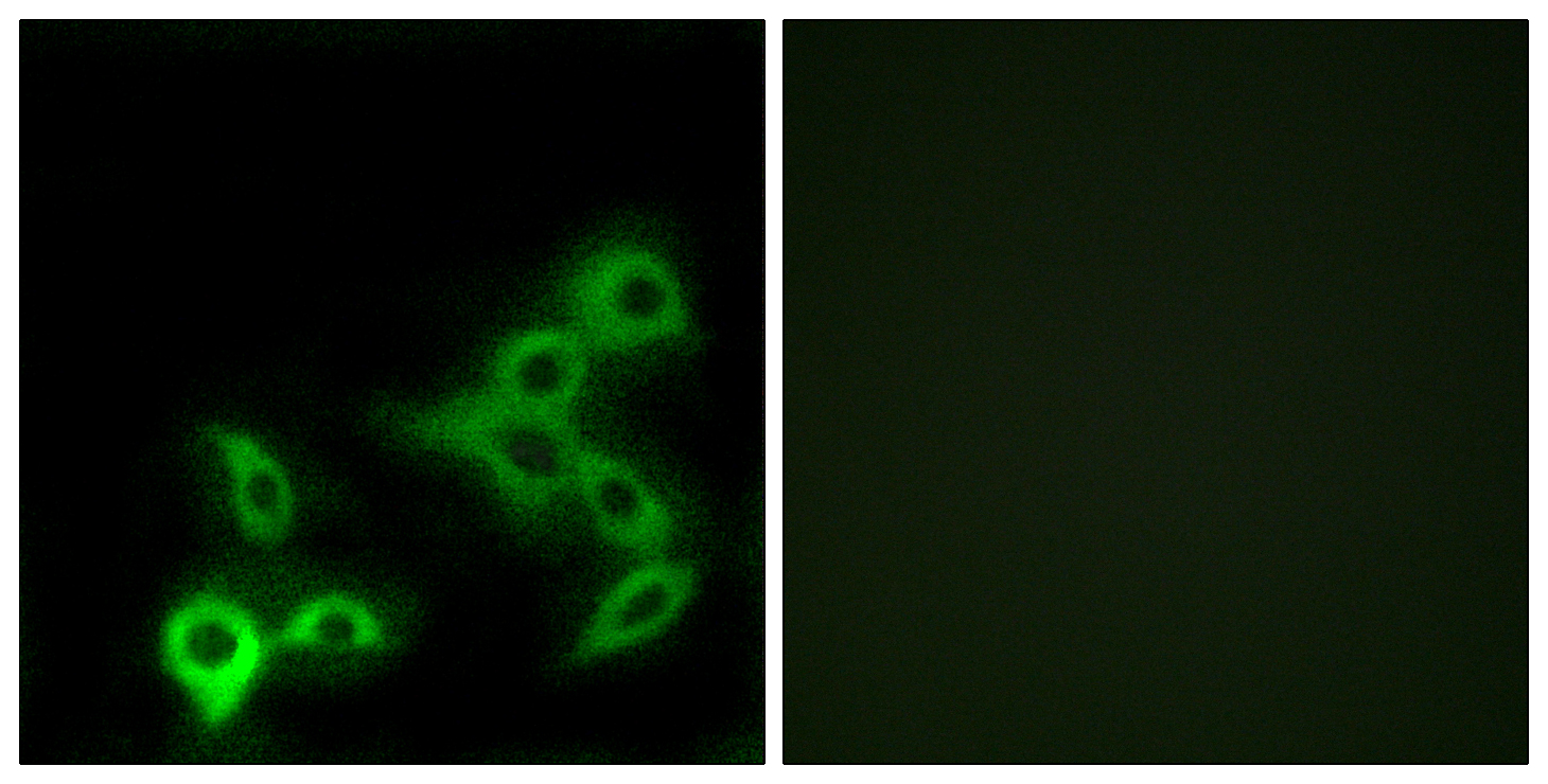 GPBAR1 Antibody (OAAF04935) in LOVO using Immunofluorescence.