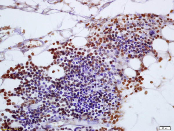 FAM129A Antibody (OABF01703) in Mouse pancreas using Immunohistochemistry