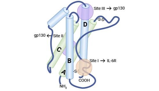 IL-6：炎症级联反应重要参与者，功能最多、影响最广泛的炎症细胞因子之一！