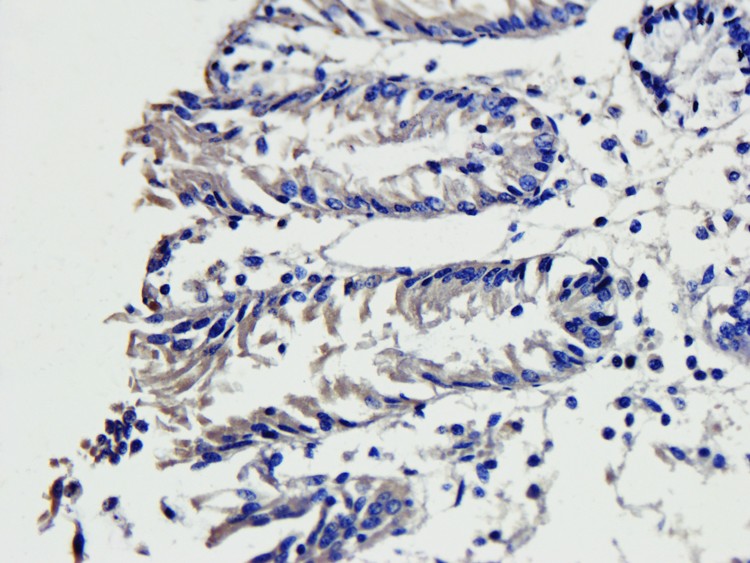 PIGR Antibody (OABI00022) in Pig large intestines tissue using Immunohistochemistry
