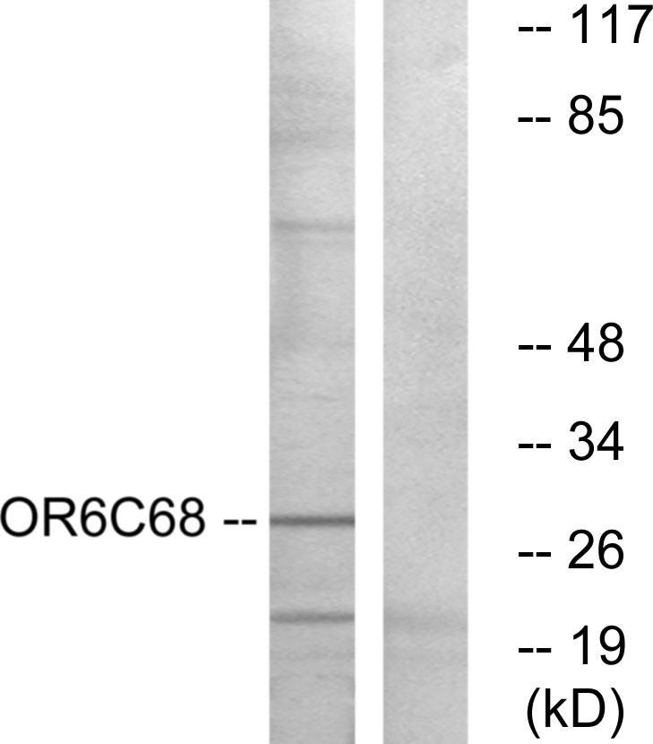OR6C68 Antibody (OAAF05055) in HuvEc using Western blot.