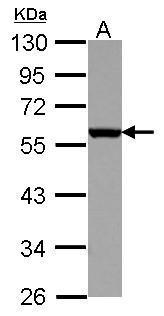 CD27 Antibody (OAGA02293) in K562 using Western Blot