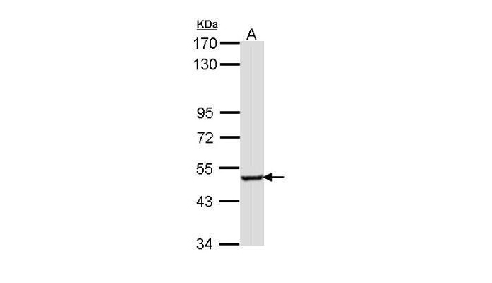 SESN3 antibody (OAGA00958) in Hela  using Western Blot