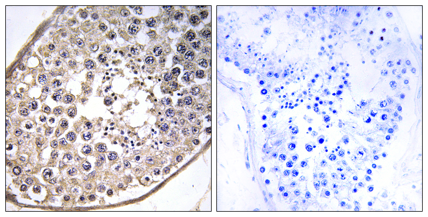 DNAL4 Antibody (OAAF03603) in human testis tissue using Immunohistochemistry.