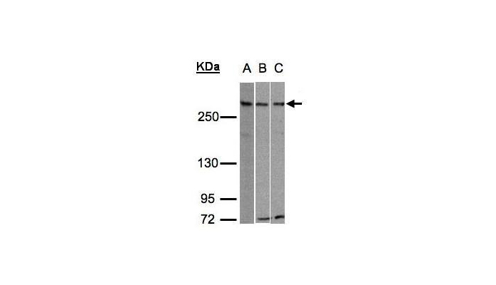ATRX antibody (OAGA00086) in 293T, HepG2, Raji using Western Blot