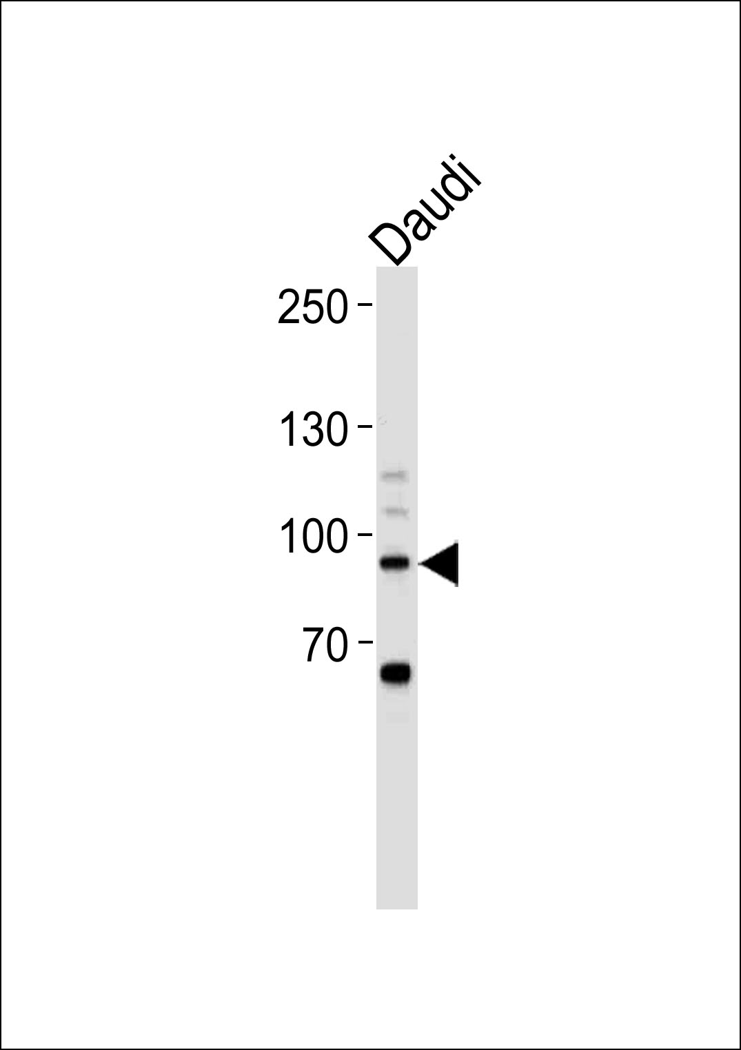 STAT3 Antibody (C-term S727) (OAAB13539) in Daudi using Western Blot