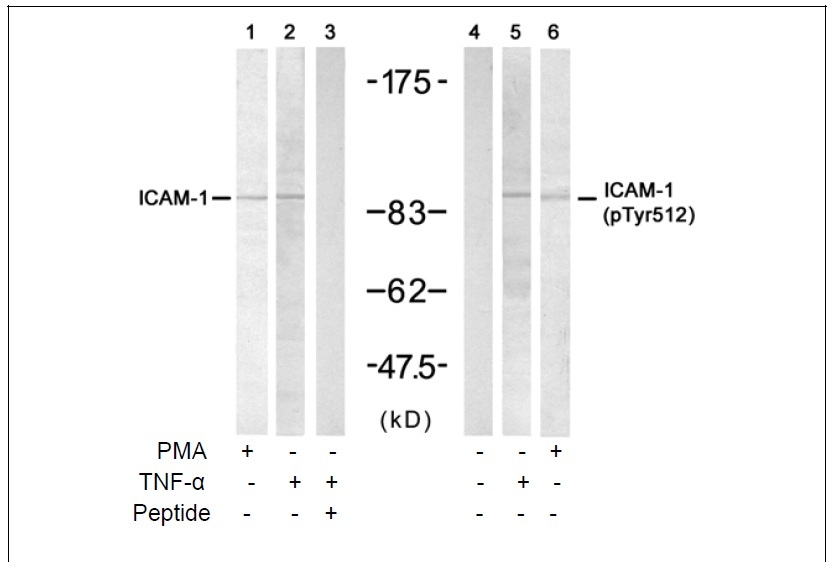 ICAM-1 (Phospho-Tyr512) Antibody (OAEC00082) in HUVEC using Western Blot