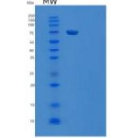 人xaa-氨肽酶2重组蛋白