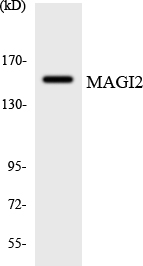 MAGI2 Antibody (OAAF06595) in 293 using Western blot.