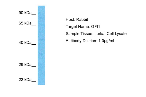 GFI1 Antibody (ARP73870_P050) in Human Jurkat Whole Cell using Western Blot