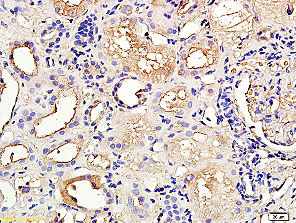 NPHS1 Antibody (OABF00175) in Human kidney using Immunohistochemistry