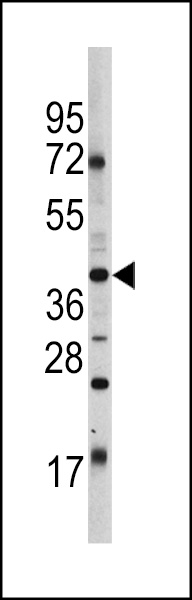 OCT4 (OCT3) Antibody (E125) (OAAB15661) in HL60 using Western Blot