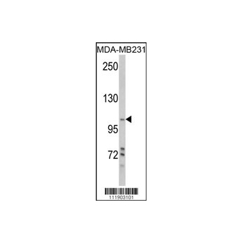 PI3KC3 antibody (S425) (OAAB14063) in MDA-MB231 using Western Blot