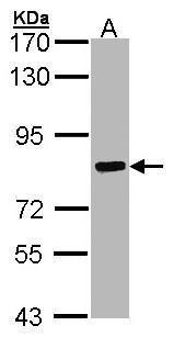 CTTN Antibody - N-terminal region (OAGA01221) in HepG2 using Western Blot