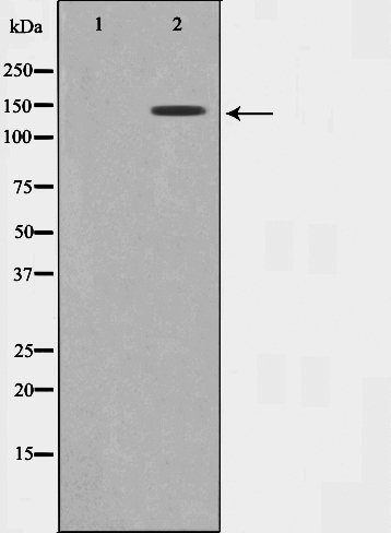 GAK Antibody (OAAJ01915) in 293 cell lysate using Western Blot