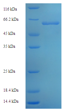 LCY1 Recombinant Protein (OPCA02278) in SDS-PAGE Electrophoresis