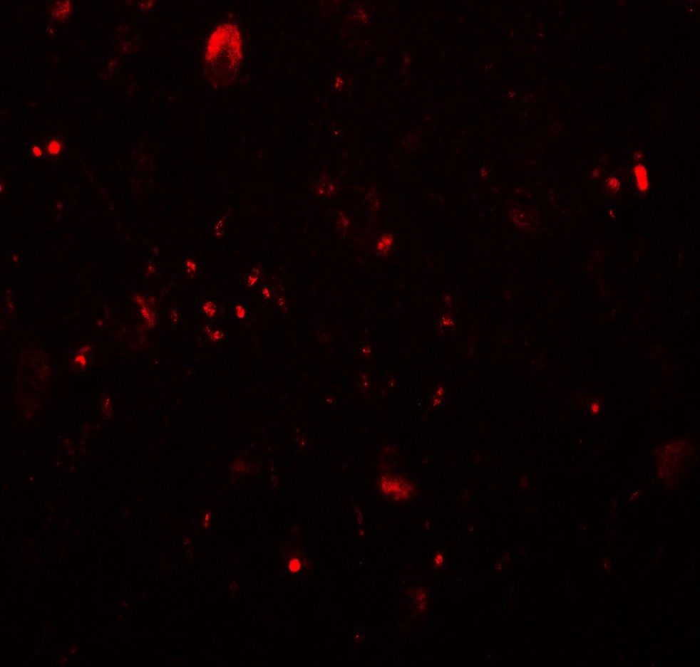 TET3 Antibody - C-terminal (OAPB01637) in human brain tissue using Immunofluorescence