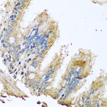 COX6B1 Antibody (OAAN00932) in Human Trachea using Immunohistochemistry