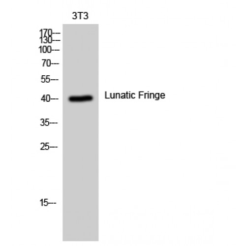 LFNG Antibody - middle region (OASG04301) in 3T3 using Western Blot