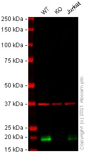 Anti-Glutathione Peroxidase 4 