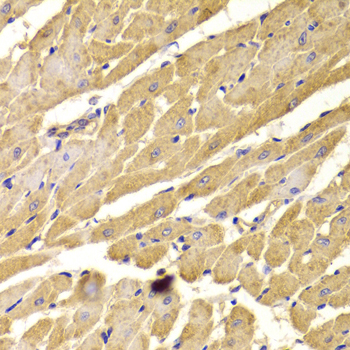 PEX5 Antibody (OAAN01526) in Rat Heart using Immunohistochemistry