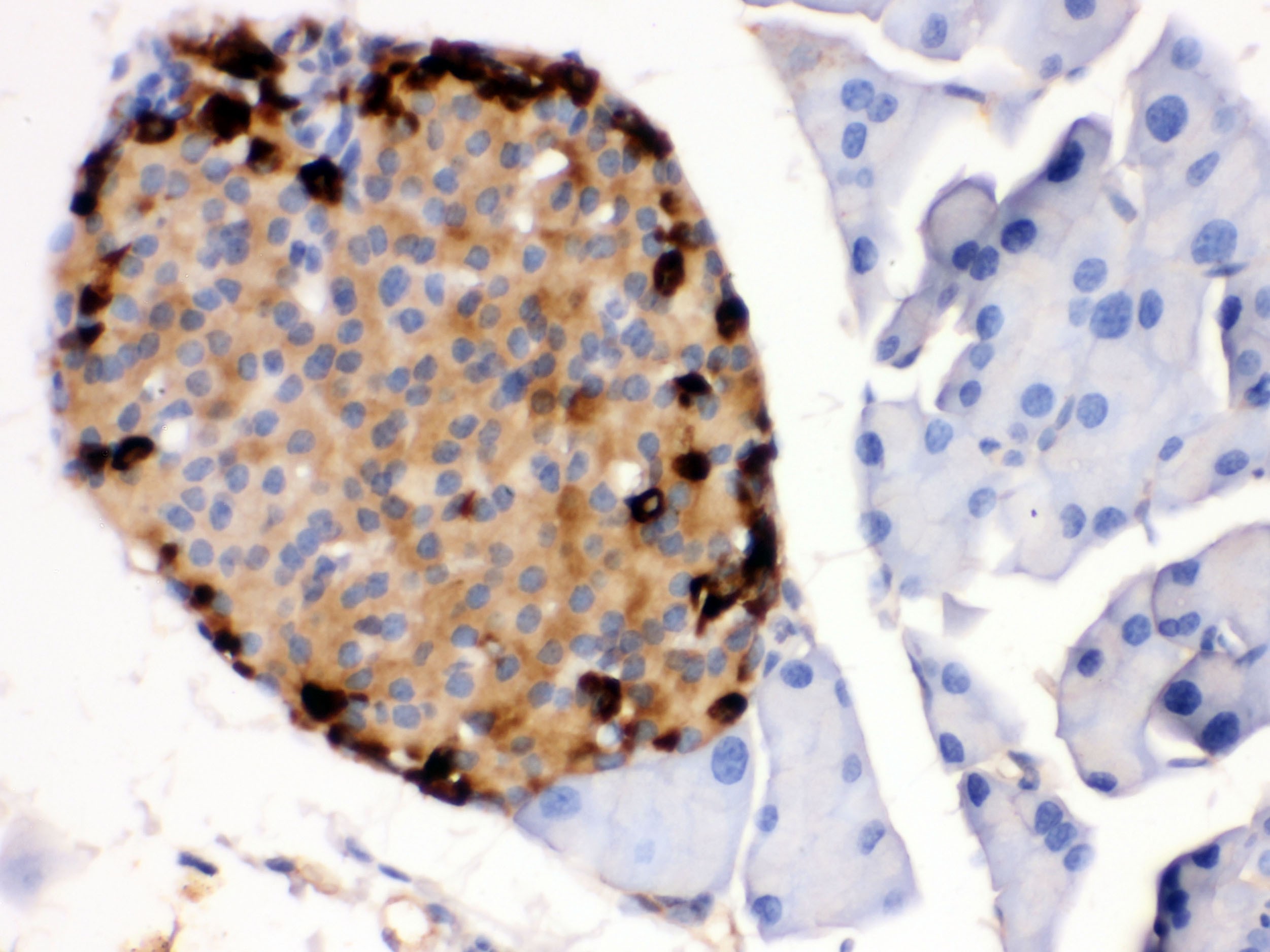 TTR Antibody (OABB02140) in Mouse Pancreas using Immunohistochemistry
