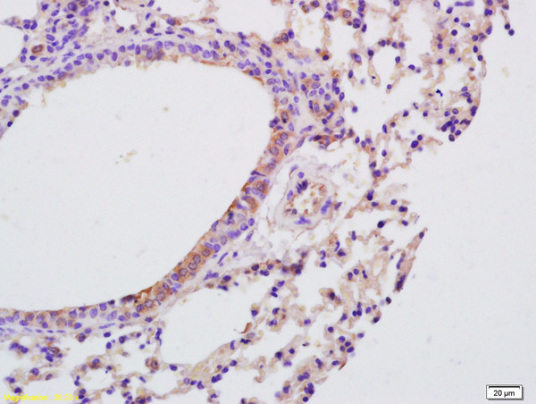 IL9 Antibody (OAAB21862) in Mouse Lung Cells using Immunohistochemistry