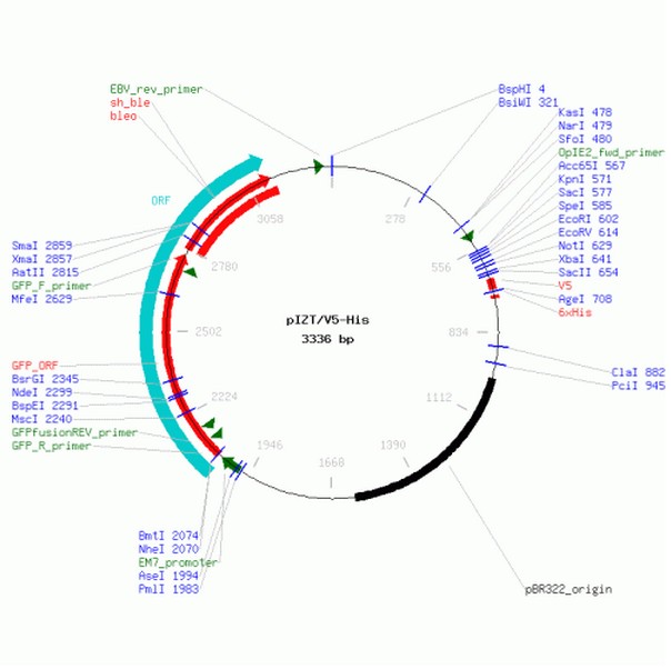 pIZT/V5-His产品信息