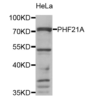 PHF21A Antibody (OAAN01737) in HeLa Cells using Western Blot