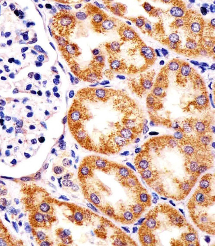 TST Antibody - middle region (OAAB22223) in Human Kidney Cells using Immunohistochemistry