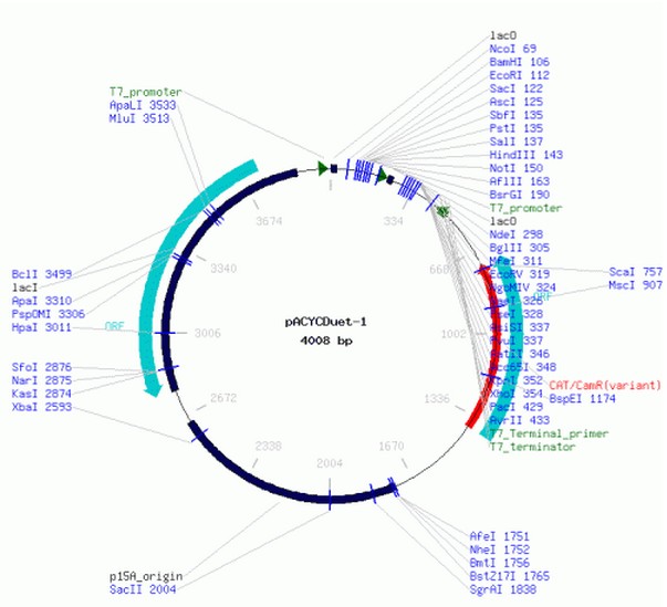 pACYCDuet-1产品信息