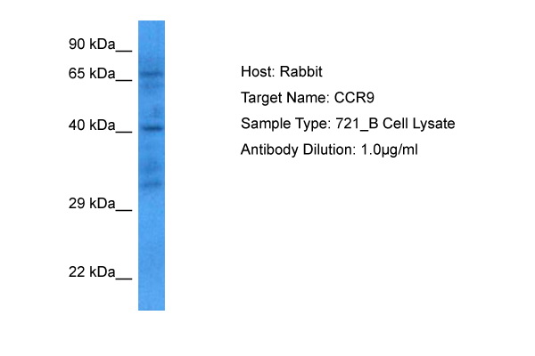 CCR9 Antibody - N-terminal region (ARP79684_P050) in Human 721_B lymphoblast Whole Cell using Western Blot