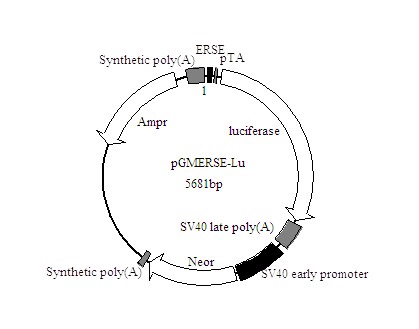 MBP标签蛋白纯化预装柱，1ML现货促销