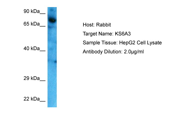 RPS6KA3 Antibody - middle region (ARP76559_P050) in Human HepG2 Whole Cell using Western Blot