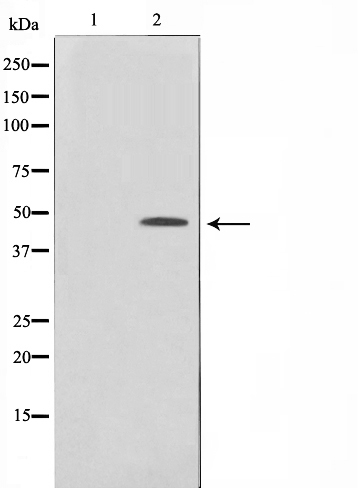 MAPK1 Antibody (OAAJ02246) in JK cell lysate using Western Blot