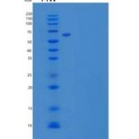 人钙粘蛋白-6重组蛋白