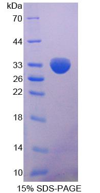 MTAP Recombinant Protein (OPCD05428) using SDS-PAGE