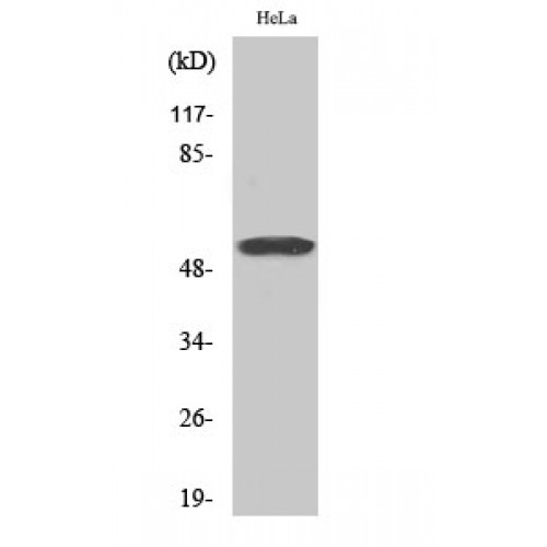 GORASP2 Antibody - middle region (OASG03204) in HeLa using Western Blot