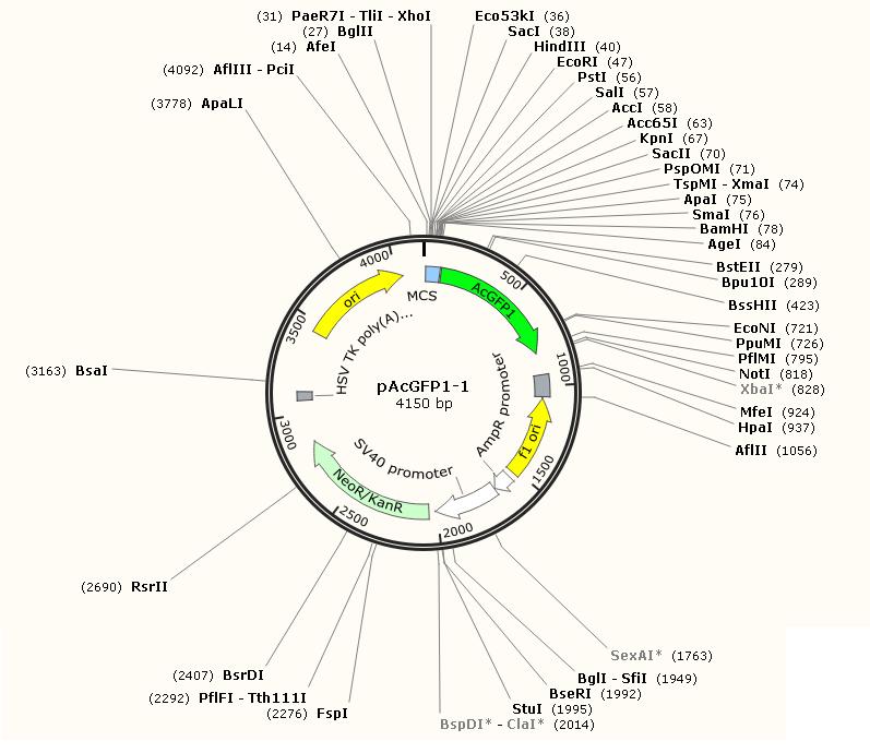 pAcGFP1-1产品信息