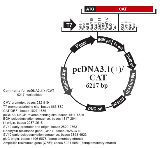pcDNA3.1（+）/CAT（暂停销售）产品信息
