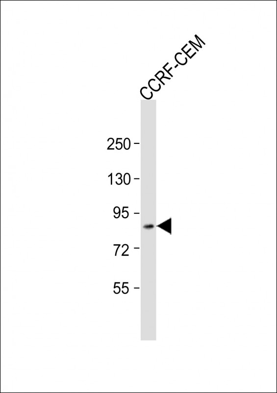 ZKSCAN5 Antibody - N-terminal region (OAAB22290) in Human CCRF-CEM Cells using Western Blot