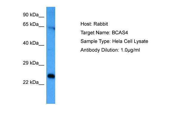 BCAS4 Antibody - N-terminal region (ARP77503_P050) in Human Hela Whole Cell using Western Blot