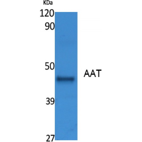SERPINA1 Antibody - middle region (OASG00094) using Western Blot