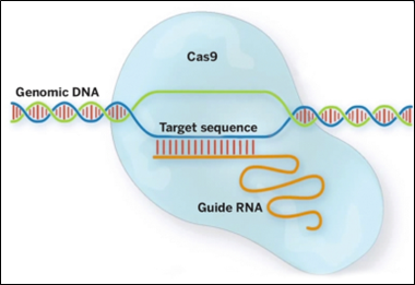 按头安利CRIPSR/Cas9系列课程，扫清基因敲除障碍