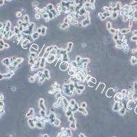 SW48 人结肠腺癌细胞/SW48/SW48细胞/SW-48/SW-48细胞/STR鉴定/镜像绮点(Cellverse)