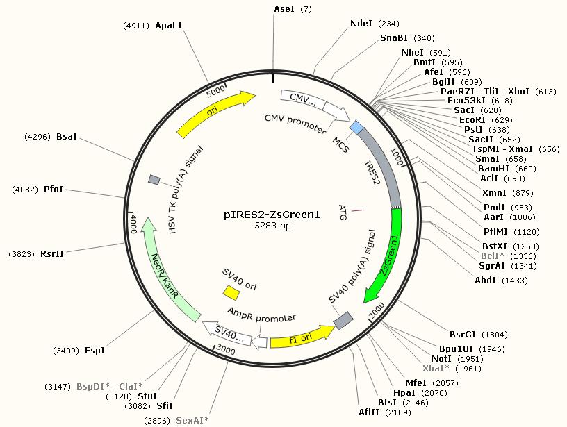 pIRES2-ZsGreen1产品信息