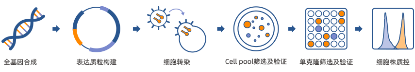 稳转细胞株构建技术路线